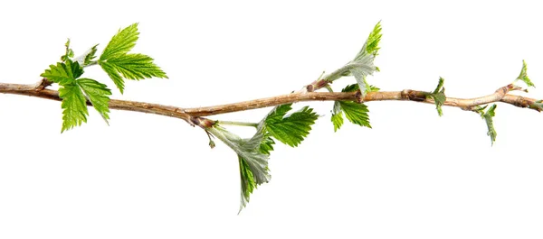 Branch of raspberry bush with foliage on isolated white backgrou — Stock Photo, Image