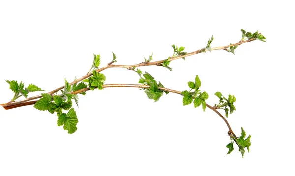 Zweig eines Himbeerstrauches mit Laub auf isoliertem weißen Hintergrund — Stockfoto