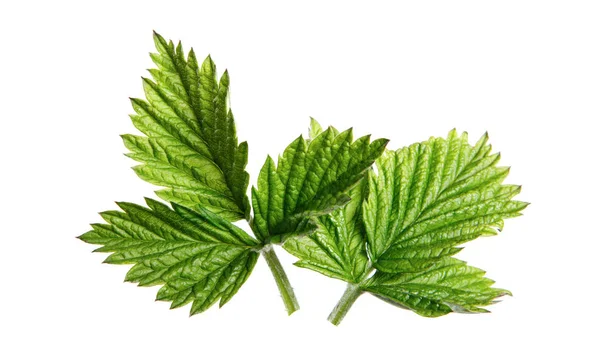 Leaves raspberry bush on isolated white background, close-up — Stock Photo, Image