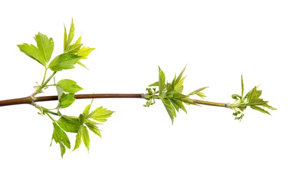 Gren av ett lönnträd med lövverk på isolerad vit bakgrund — Stockfoto