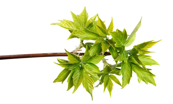 Zweig eines Ahornbaums mit Laub auf isoliertem weißem Hintergrund — Stockfoto