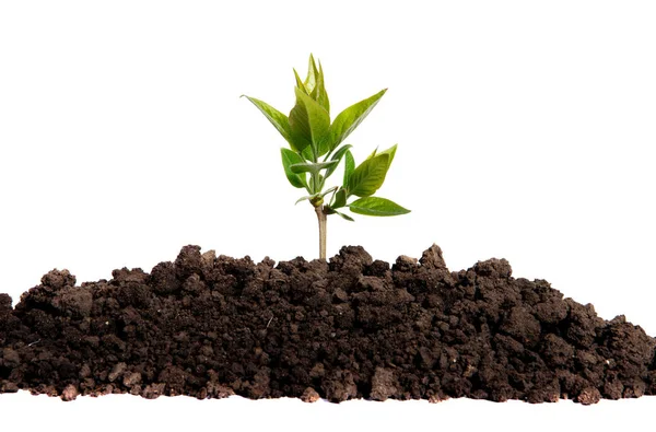 Träd Groddar Växer Jorden Isolerad Vit Bakgrund Vinst Växt Isolerad — Stockfoto