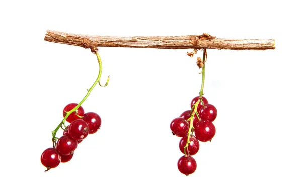 Des grappes de groseilles rouges pendent sur une branche sur un blanc isolé b — Photo