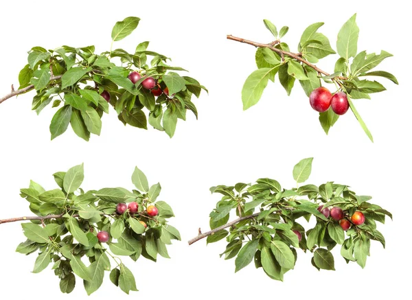 Establecer la rama de ciruelo con frutas y follaje verde en un isol —  Fotos de Stock