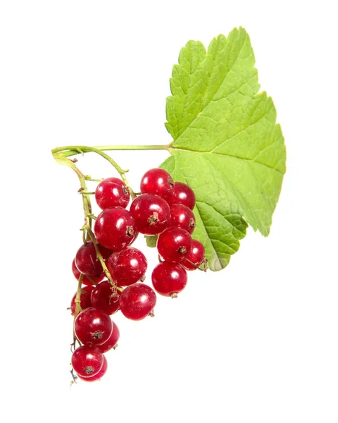 Rote Johannisbeeren mit grünem Laub auf einem isolierten weißen Rücken — Stockfoto