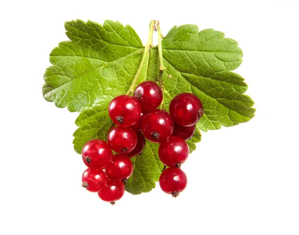 Röda vinbärs bär med grönt blad på en isolerad vit rygg — Stockfoto