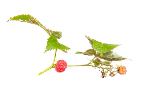 Ripe raspberry berry on a branch with green foliage on an isolat — Stock Photo, Image