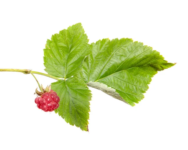 Ripe raspberry berry on a branch with green foliage on an isolat — Stock Photo, Image