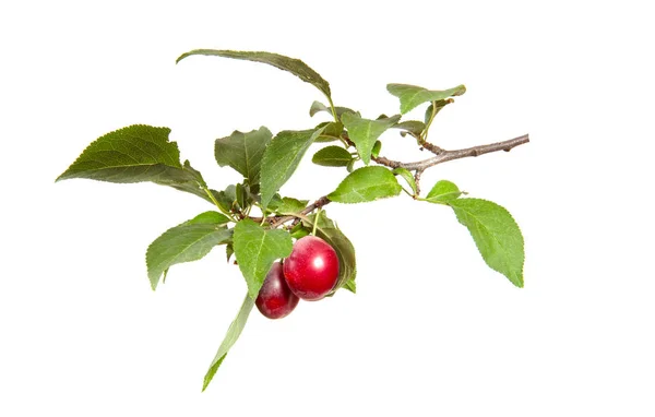 Szilvafa-ág gyümölccsel és zöldlombozaton, izolált — Stock Fotó