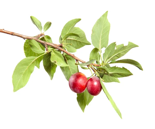 Gren av plommonträd med frukter och grönt blad verk på en isolerad — Stockfoto