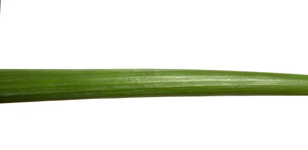 Cipolla verde con infiorescenza su fondo bianco isolato — Foto Stock