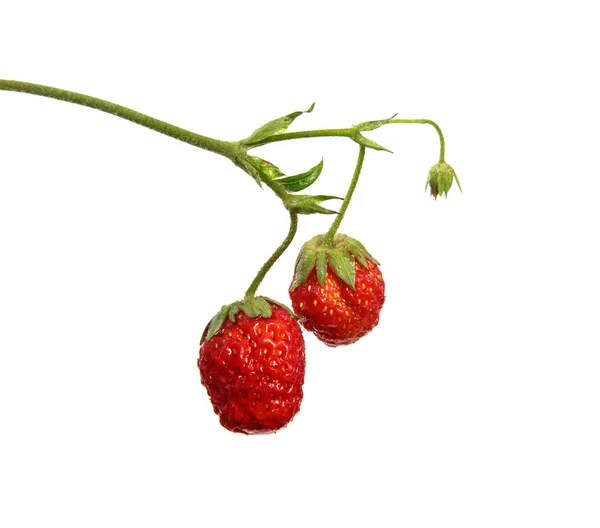 A fresh strawberry berry on a branch on an isolated white backgr — Stock Photo, Image