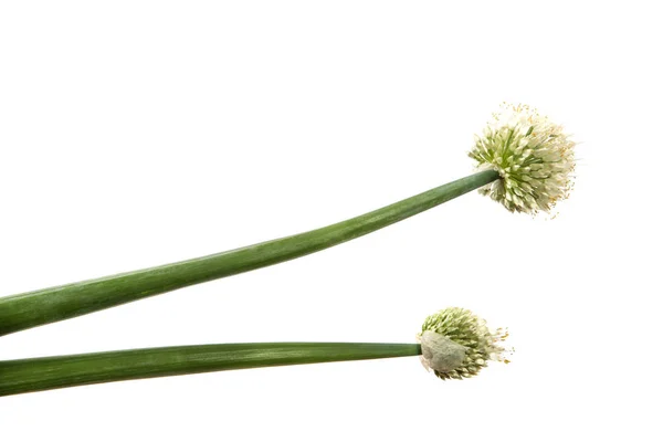 Cebola verde com inflorescência em fundo branco isolado — Fotografia de Stock