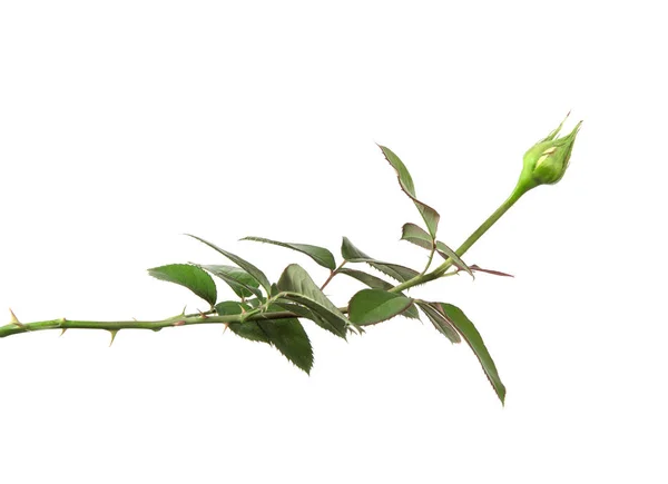 Beyaz arka planda yaprak izole ile gül tomurcuk
