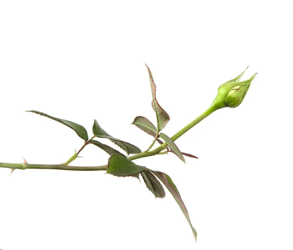 Róża Bud z liści izolat na białym tle — Zdjęcie stockowe