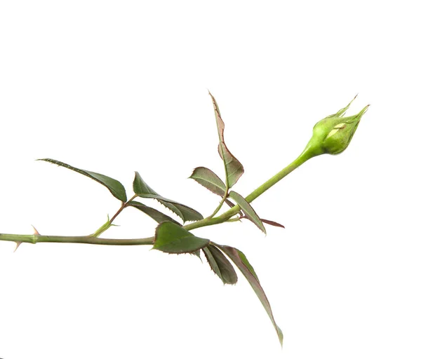 Brote de rosa con follaje aislado sobre fondo blanco —  Fotos de Stock