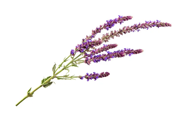 izole beyaz arka planda bir adaçayı çiçek dalı