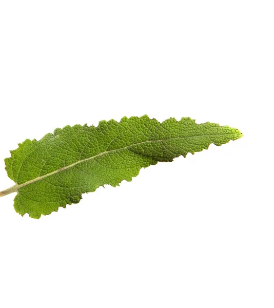 Zielony liść szałwia izolat — Zdjęcie stockowe