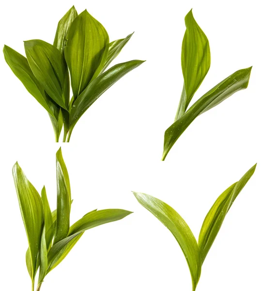 Establecer lirio de hoja verde de la flor del valle. Aislado en la espalda blanca —  Fotos de Stock