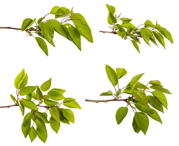 緑の葉を持つアプリコット木の枝を設定します。白で分離 — ストック写真