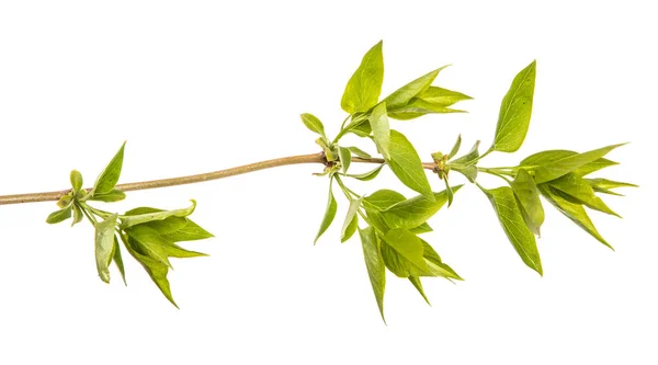 Zweig eines Fliederstrauches mit kleinen Blättern. auf weißem Hintergrund — Stockfoto