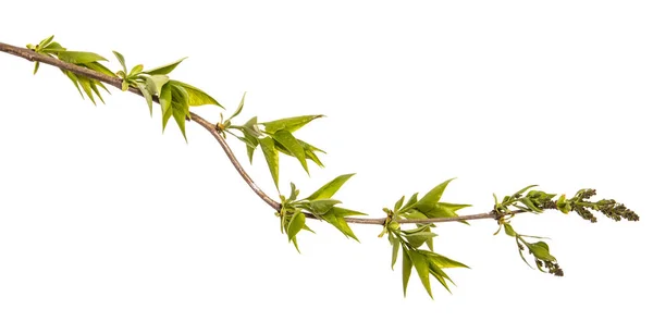 Zweig eines Fliederstrauches mit kleinen Blättern. auf weißem Hintergrund — Stockfoto