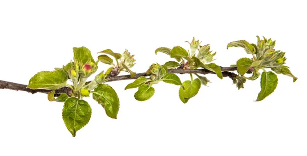 Zweig eines Apfelbaums mit blühenden Knospen und Blättern. auf einer wh — Stockfoto