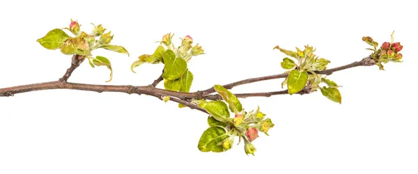 Zweig eines Apfelbaums mit blühenden Knospen und Blättern. auf einer wh — Stockfoto