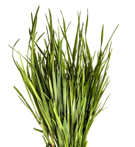 Bunch of young green grass on white background — Stock Photo, Image