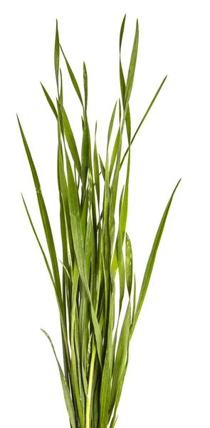 Csomó fiatal zöld fű, fehér háttér — Stock Fotó