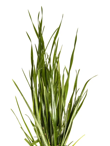 Bunch of young green grass on white background — Stock Photo, Image