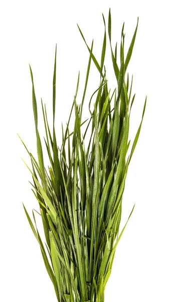 Bunch of young green grass on white background — Stock Photo, Image