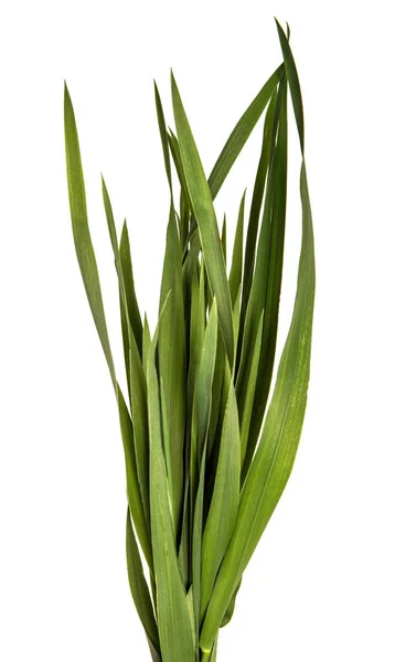 Bunch of young green grass on white background — Stock Photo, Image