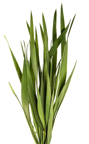 Racimo de hierba verde joven sobre fondo blanco —  Fotos de Stock