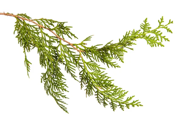 Tak van groene Thuja. op een witte achtergrond — Stockfoto