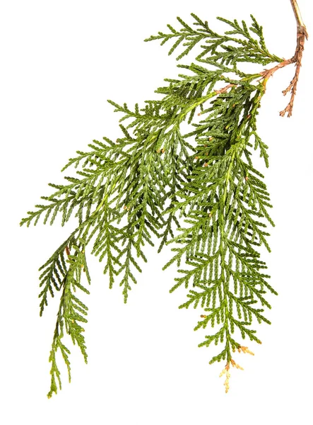 Tak van groene Thuja. op een witte achtergrond — Stockfoto