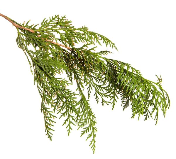 Tak van groene Thuja. op een witte achtergrond — Stockfoto