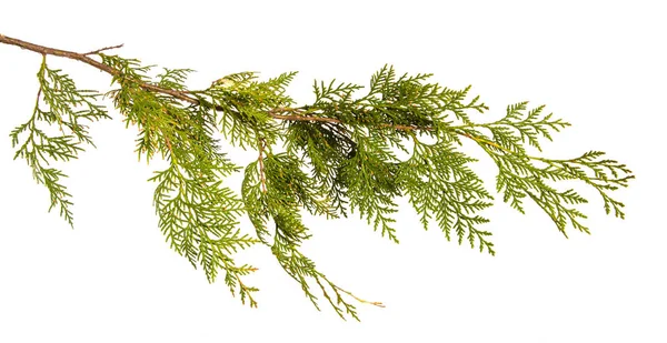 yeşil Thuja dalı. Beyaz arka planda