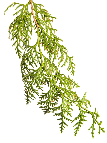 Rama de thuja verde. sobre un fondo blanco — Foto de Stock