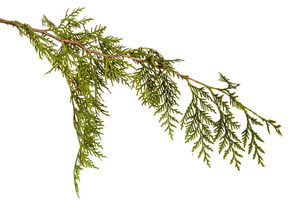 Tak van groene Thuja. op een witte achtergrond — Stockfoto