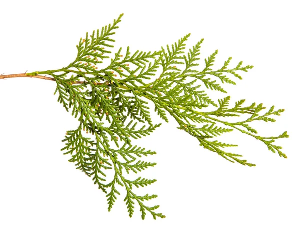 Tak van groene Thuja. op een witte achtergrond — Stockfoto