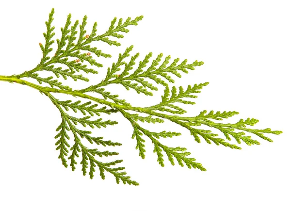 Zweig grüner Thuja. auf weißem Hintergrund — Stockfoto