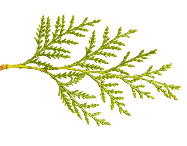 Tak van groene Thuja. op een witte achtergrond — Stockfoto