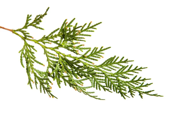 Tak van groene Thuja. op een witte achtergrond — Stockfoto