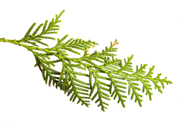 Tak van groene Thuja. op een witte achtergrond — Stockfoto