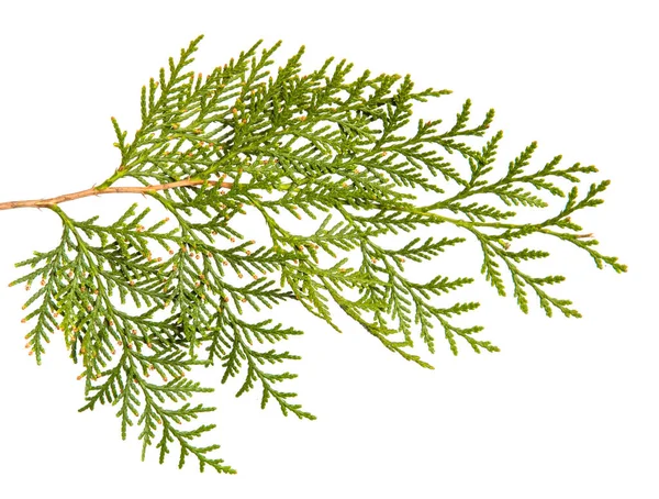 Tak van groene Thuja. op een witte achtergrond — Stockfoto