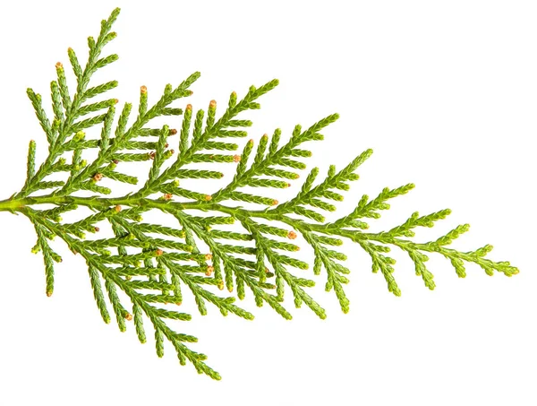 緑のホワイの枝。白い背景に — ストック写真