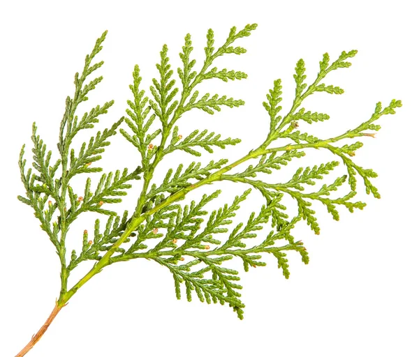 Tak van groene Thuja. op een witte achtergrond — Stockfoto