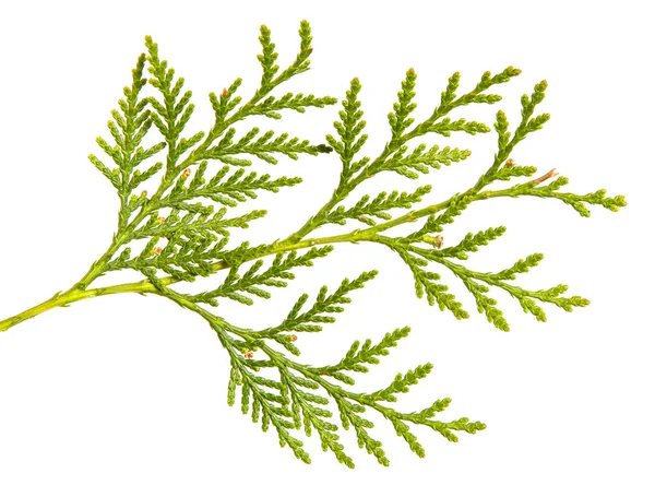 Tak van groene Thuja. op een witte achtergrond — Stockfoto