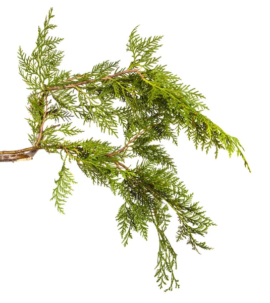 Tak van groene Thuja. op een witte achtergrond — Stockfoto